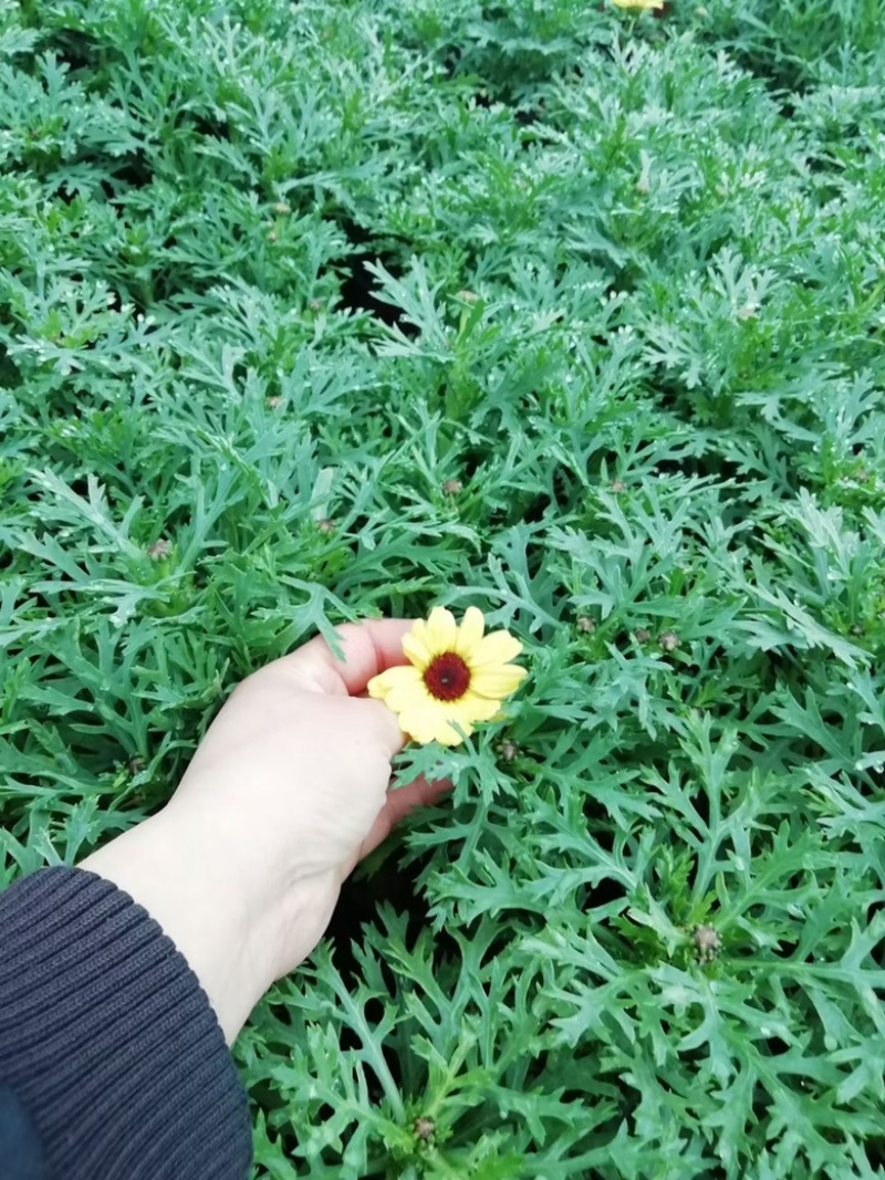 玛格丽特，上市可绿化使用，量大优惠需要老板联系