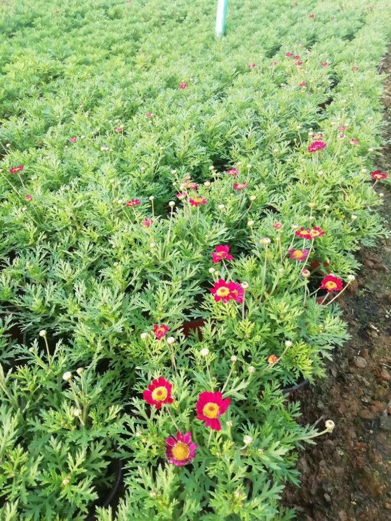 玛格丽特，上市可绿化使用，量大优惠需要老板联系