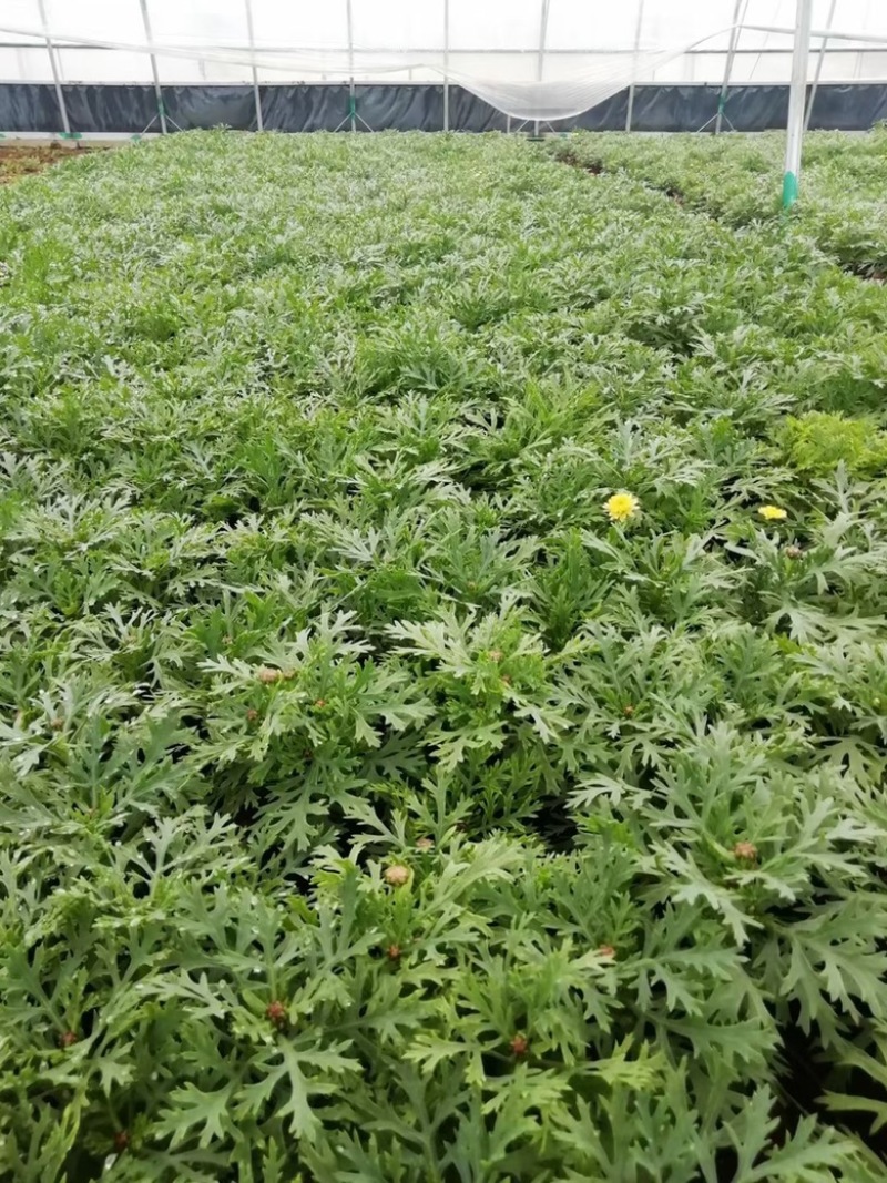 玛格丽特，上市可绿化使用，量大优惠需要老板联系