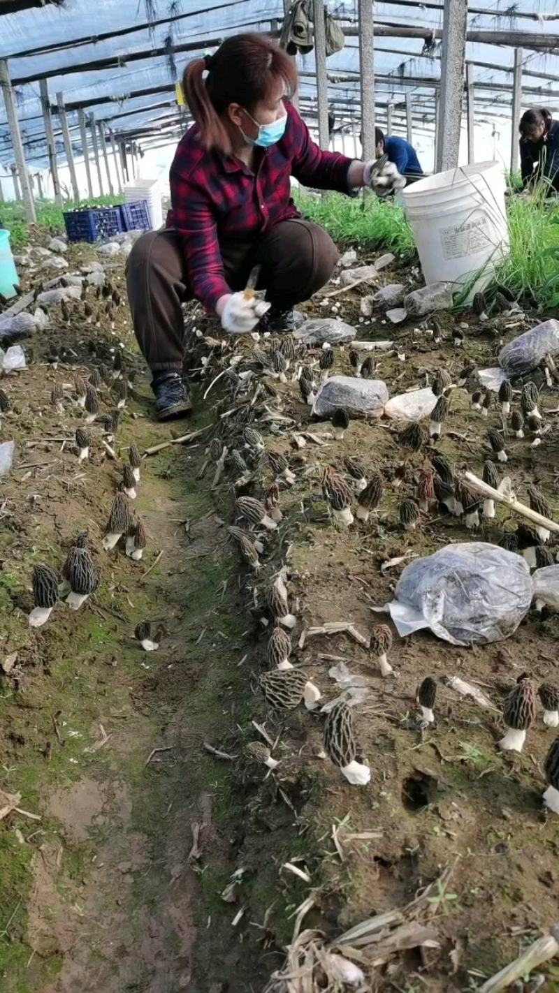 男人亏肾，时间短，吃羊肚菌蕞好。床上功夫如十八，干货。