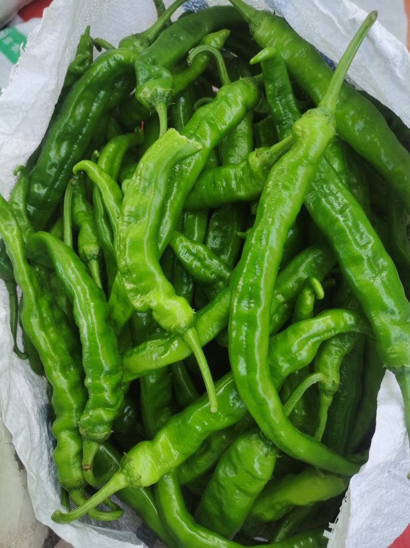 鲜辣椒2307软香椒55号现摘现发基地供货一手货源