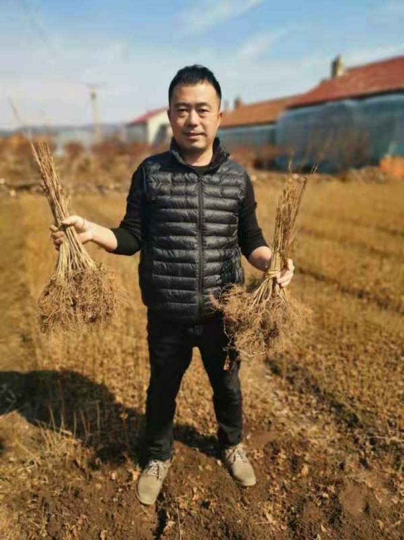金雀锦鸡花苗，金雀花，黄金雀，扦插苗工程苗，可食用入药。