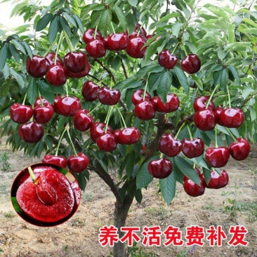 嫁接车厘子樱桃树苗地栽盆栽大樱桃树苗当年结果南北方种植果