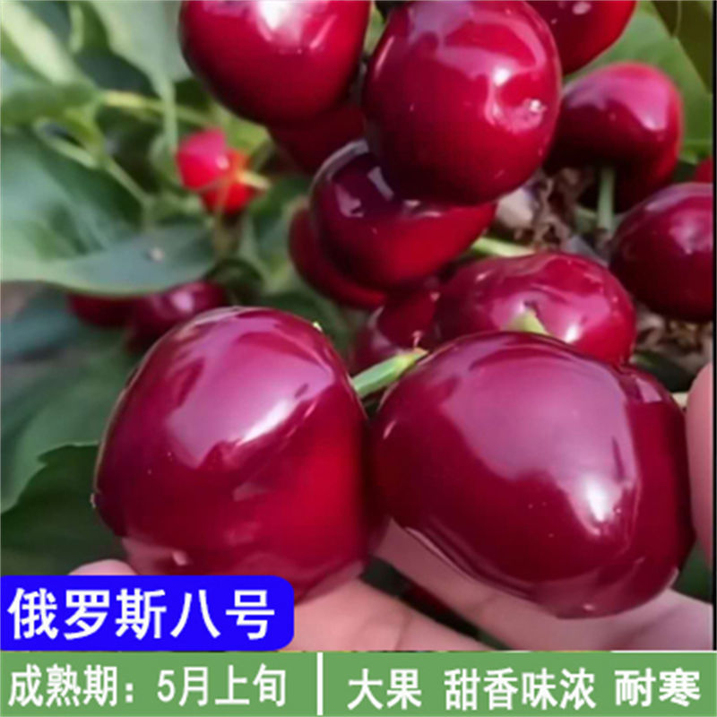 嫁接车厘子樱桃树苗地栽盆栽大樱桃树苗当年结果南北方种植果