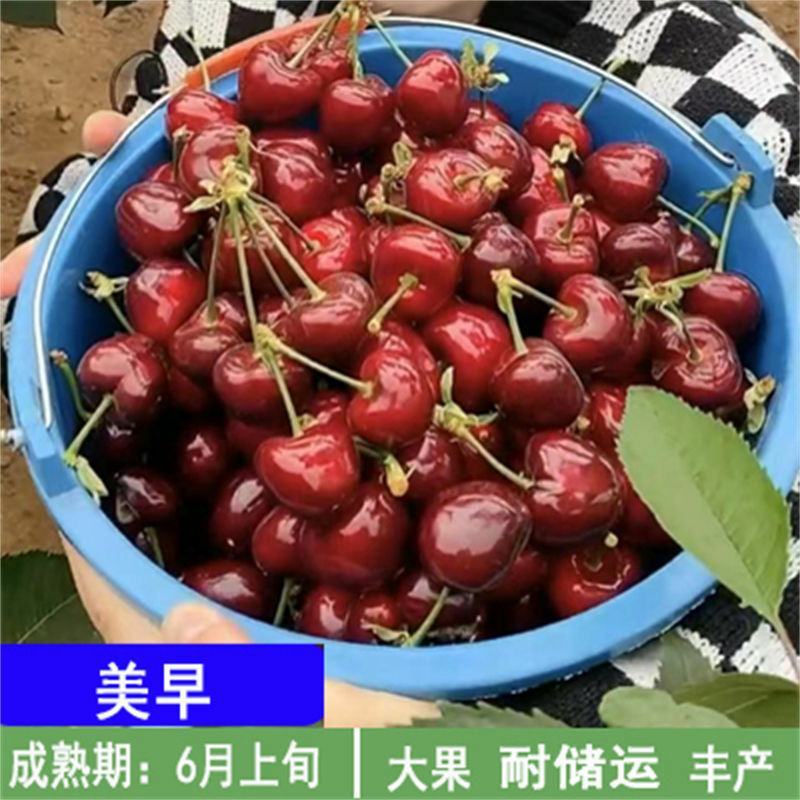 嫁接车厘子樱桃树苗地栽盆栽大樱桃树苗当年结果南北方种植果