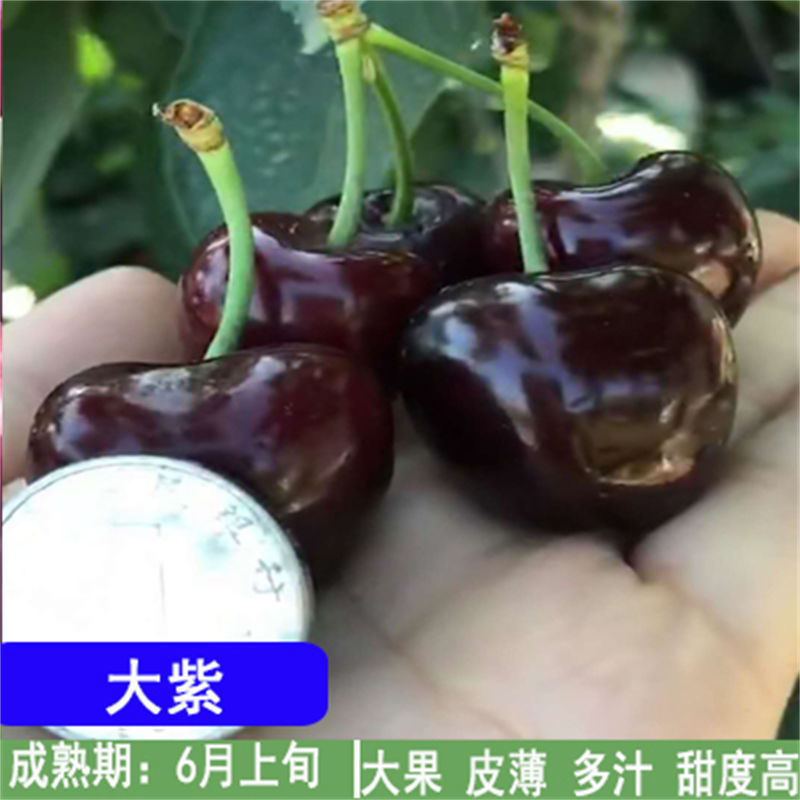 嫁接车厘子樱桃树苗地栽盆栽大樱桃树苗当年结果南北方种植果