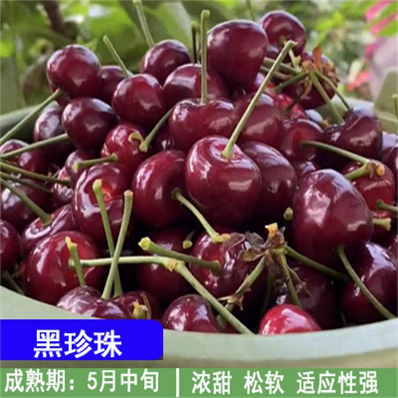 嫁接车厘子樱桃树苗地栽盆栽大樱桃树苗当年结果南北方种植果