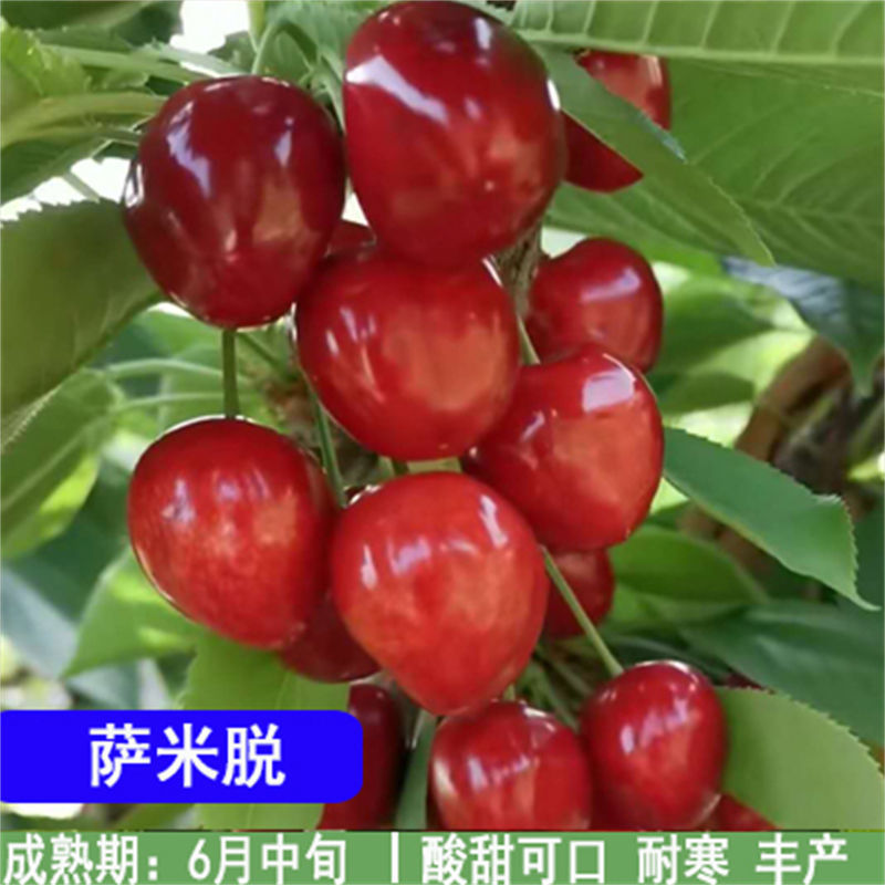 嫁接车厘子樱桃树苗地栽盆栽大樱桃树苗当年结果南北方种植果