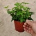 110青叶常春藤植物墙盆栽四季常青好养绿植