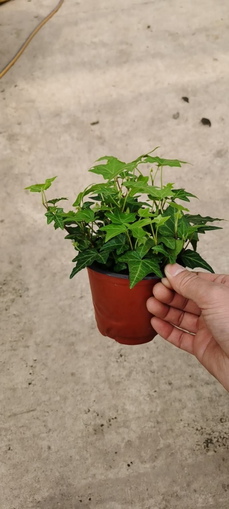 110青叶常春藤植物墙盆栽四季常青好养绿植