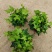 110青叶常春藤植物墙盆栽四季常青好养绿植