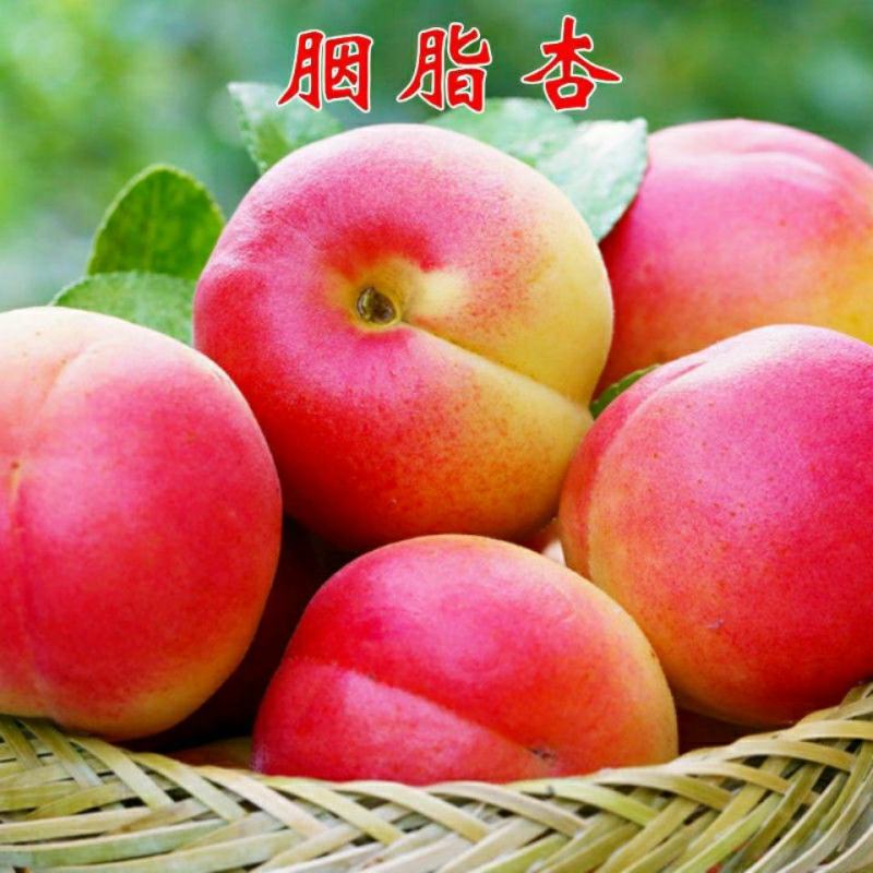 嫁接杏树苗特大早熟新品种盆栽地栽南方北方庭院种植当年结果