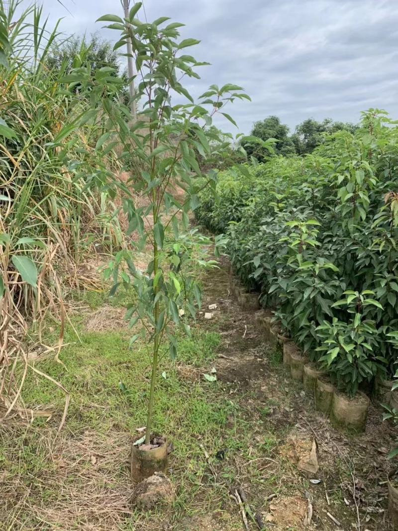 香樟1至3分，原生苗，大量现货供应各种规格品质保证