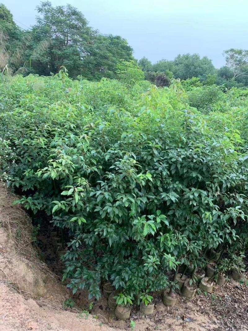 香樟1至3分，原生苗，大量现货供应各种规格品质保证