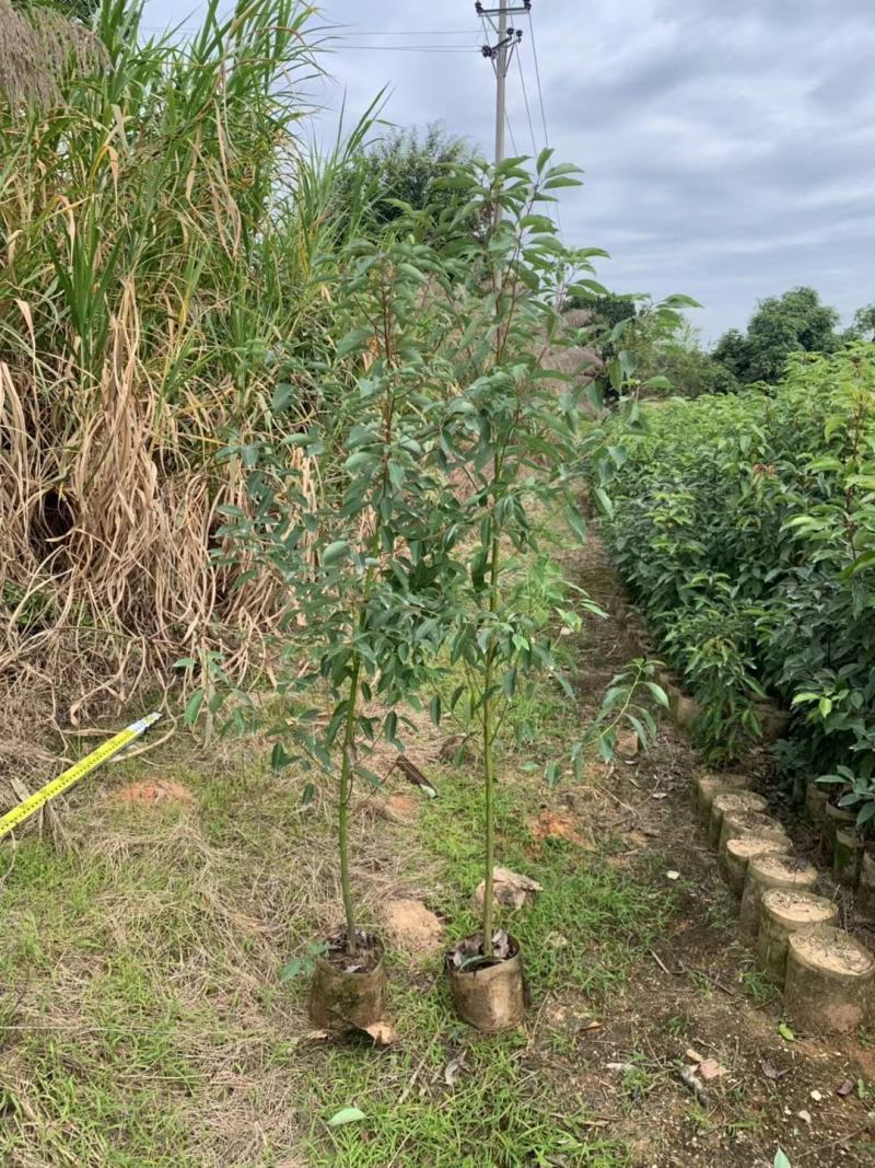 香樟1至3分，原生苗，大量现货供应各种规格品质保证