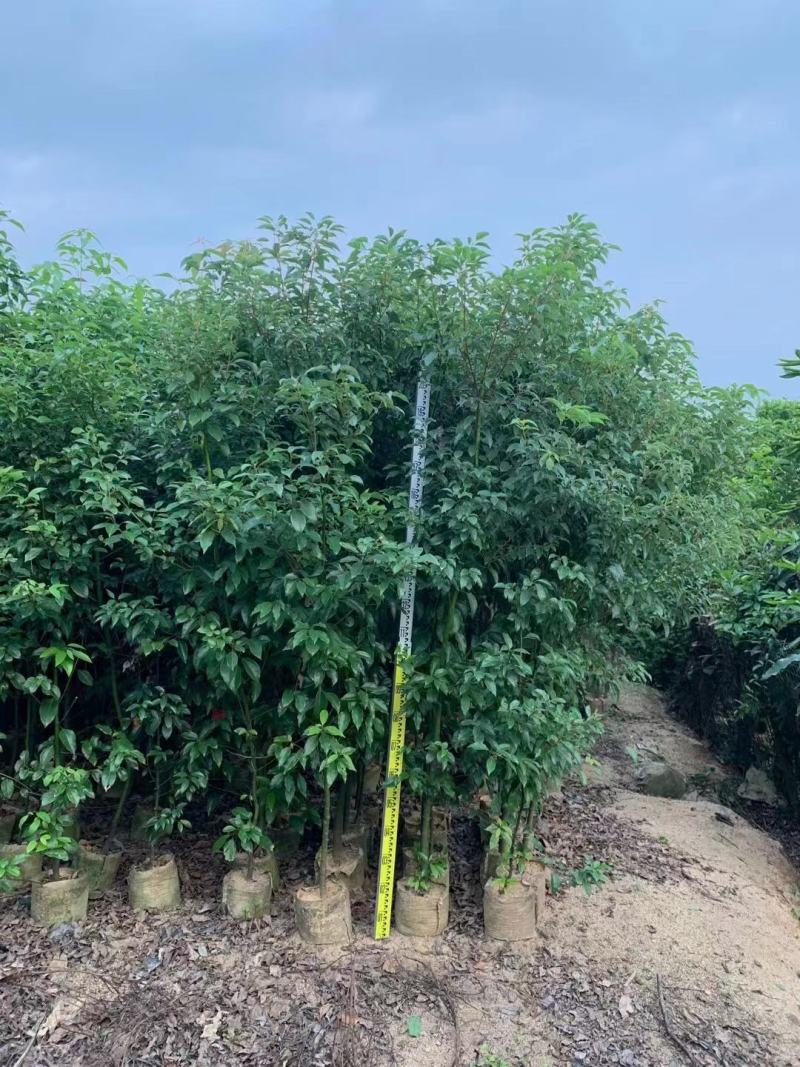 香樟1至3分，原生苗，大量现货供应各种规格品质保证