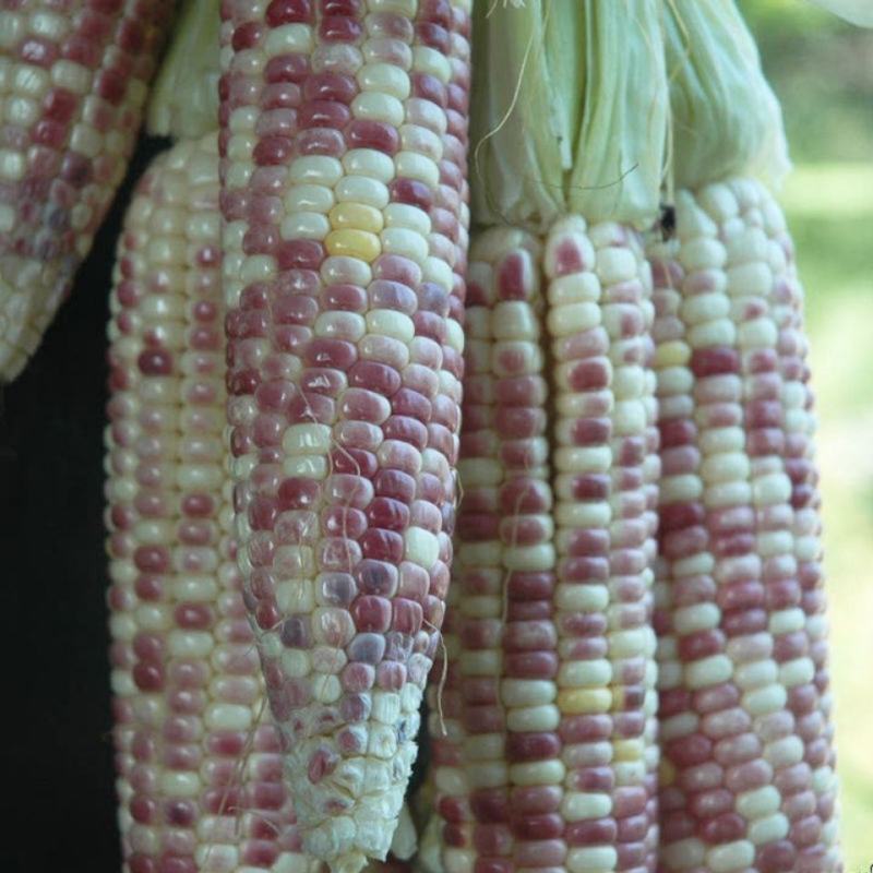 珍甜彩糯玉米种子糯鲜食玉米种子甜加糯玉米种子