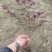 红花继木工程苗移栽苗多次平头，货源充足量大从优