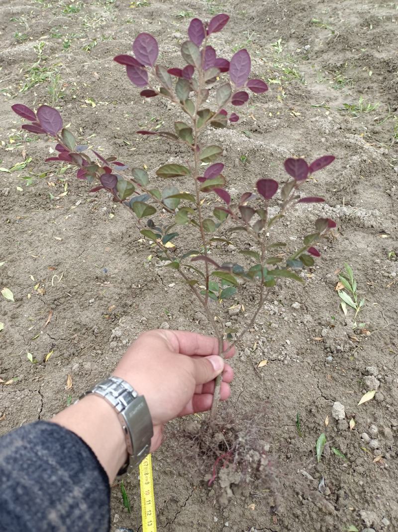 红花继木工程苗移栽苗多次平头，货源充足量大从优