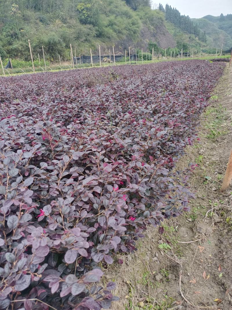 红花继木工程苗移栽苗多次平头，货源充足量大从优