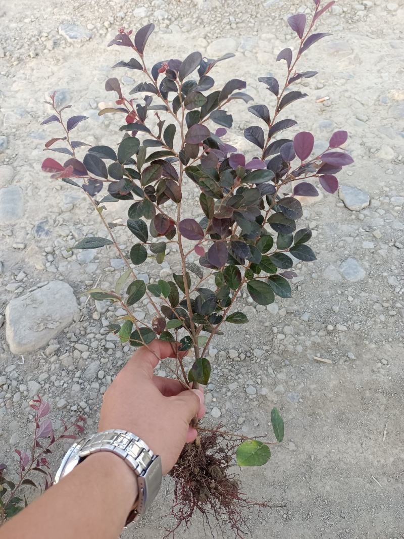 红花继木工程苗移栽苗多次平头，货源充足量大从优