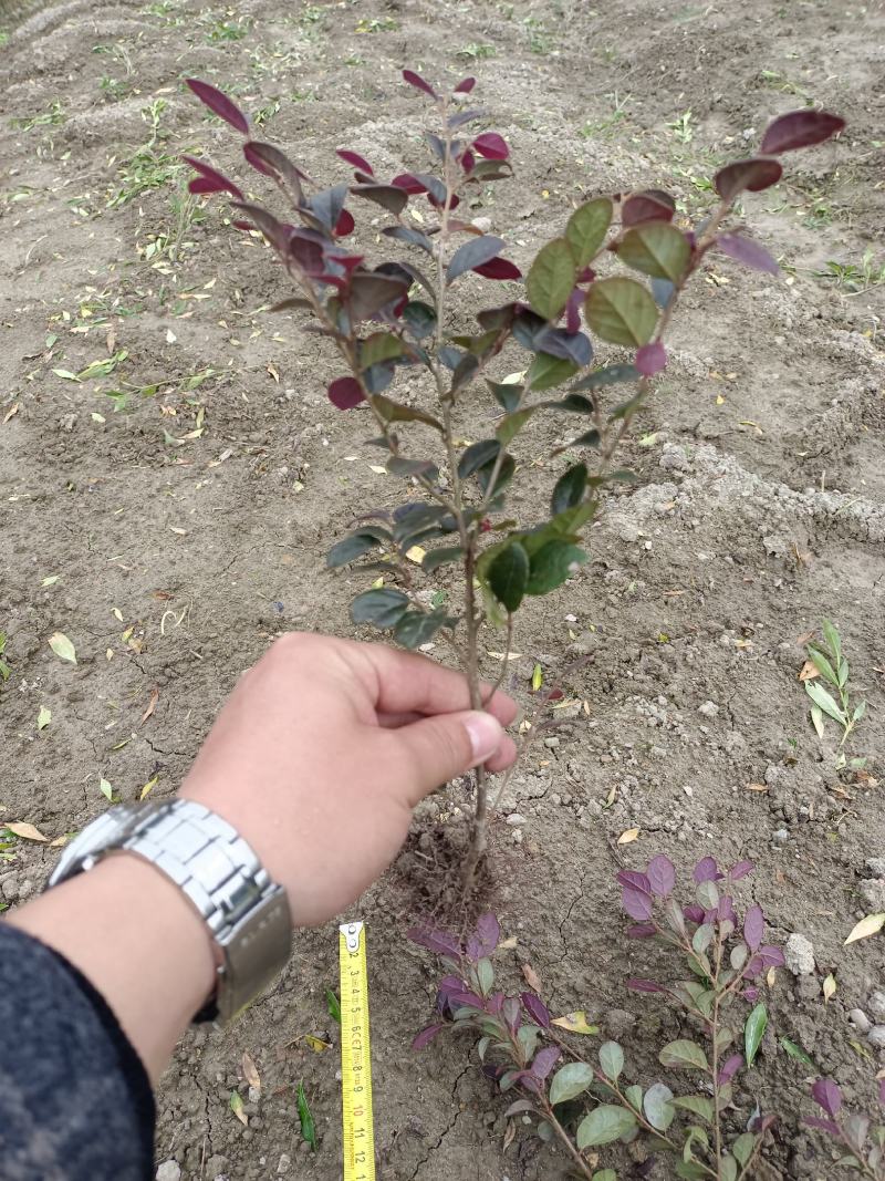 红花继木工程苗移栽苗多次平头，货源充足量大从优