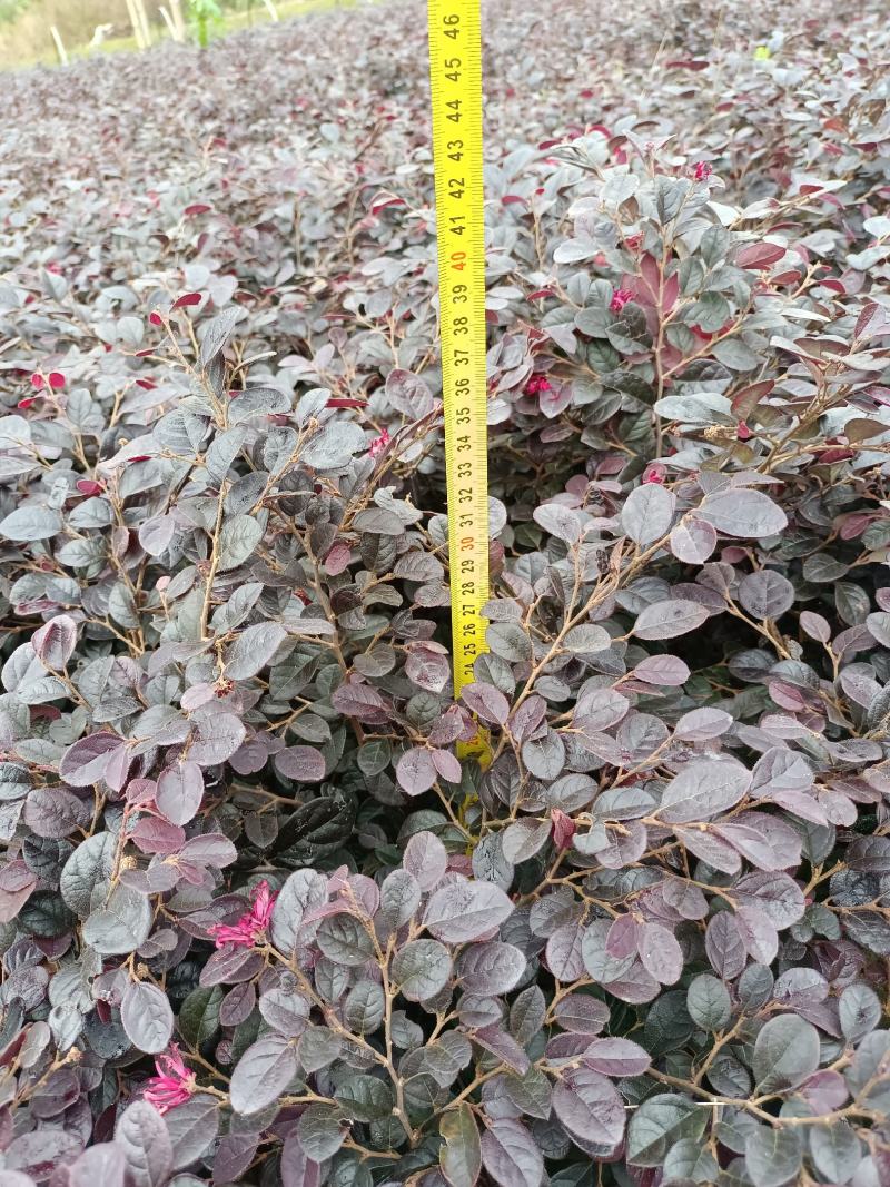 红花继木工程苗移栽苗多次平头，货源充足量大从优