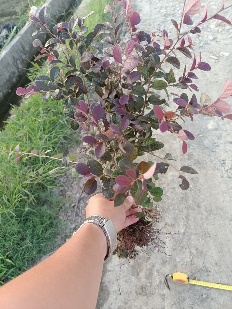 红花继木工程苗移栽苗多次平头，货源充足量大从优