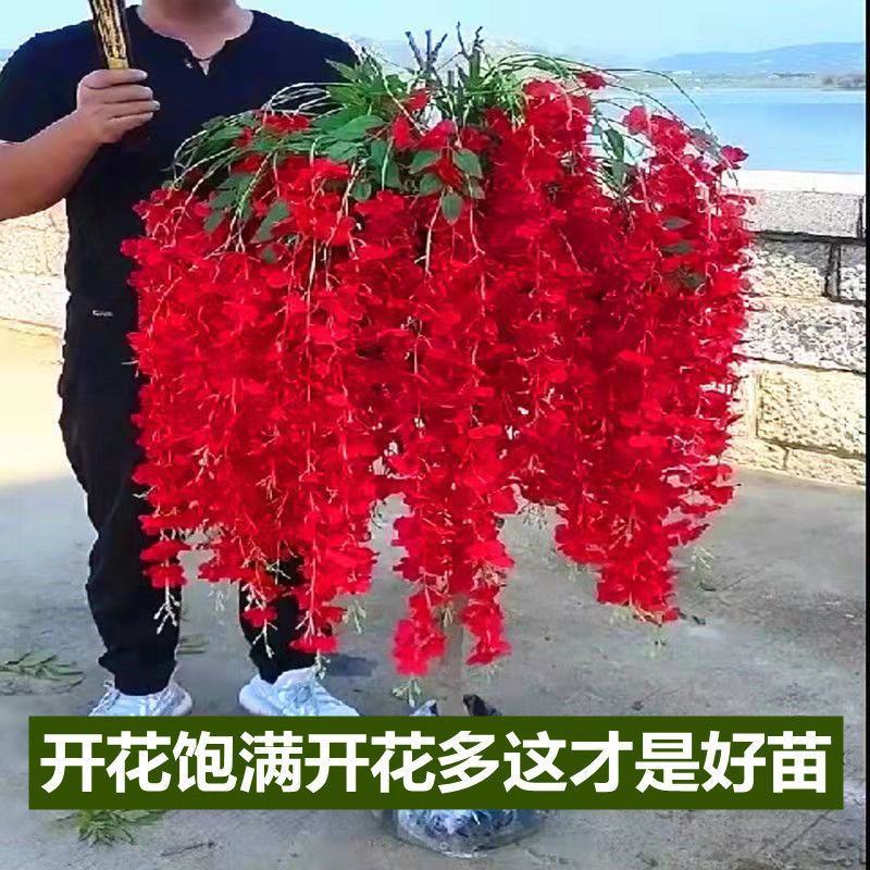 紫藤花苗紫藤花树苗四季开花爬藤绿植物紫藤萝花卉盆栽阳台庭