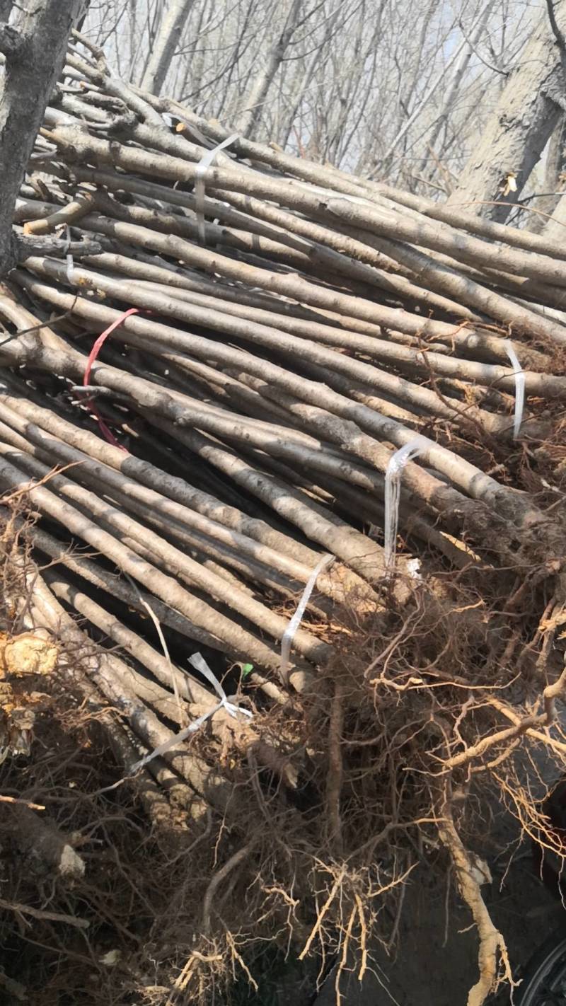 桃树苗桃树占地桃树工程桃树1-8公分量大