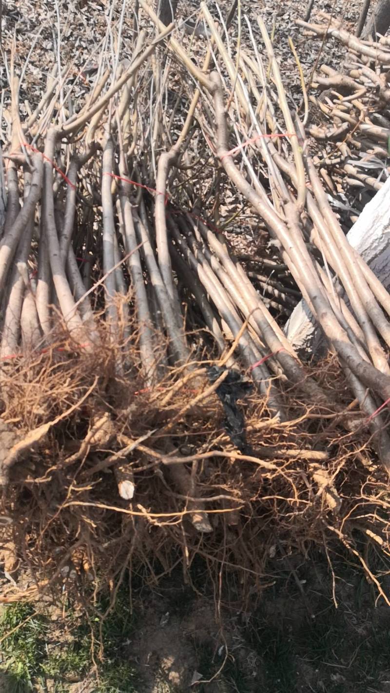 桃树苗桃树占地桃树工程桃树1-8公分量大