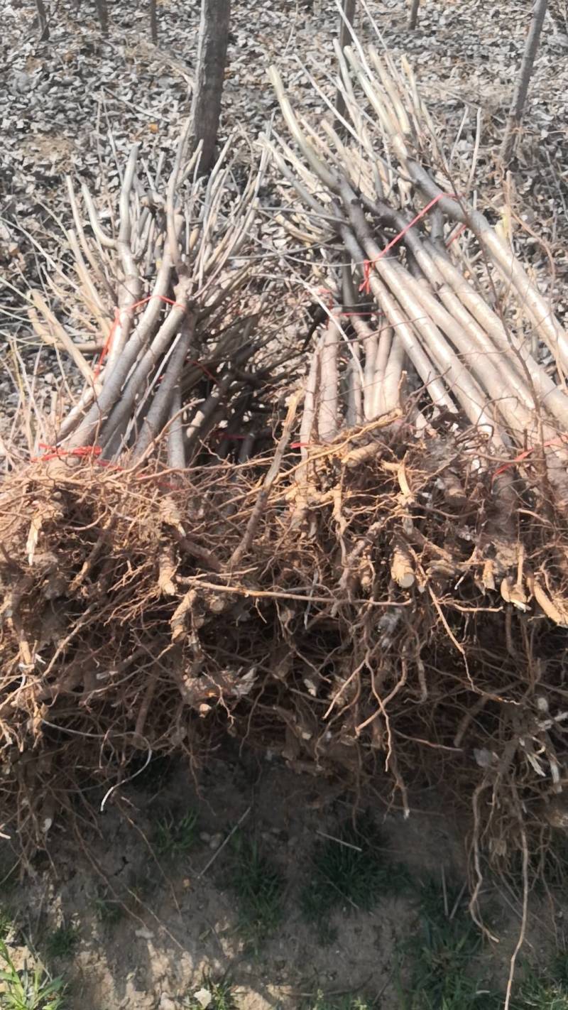 桃树苗桃树占地桃树工程桃树1-8公分量大