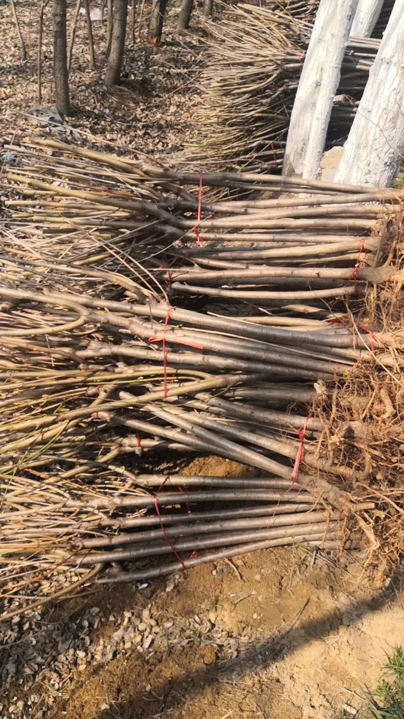 桃树苗桃树占地桃树工程桃树1-8公分量大