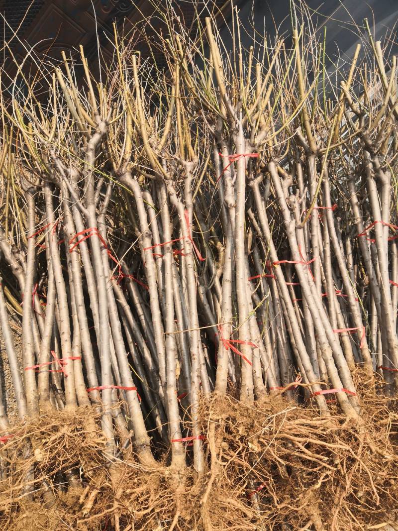 桃树苗桃树占地桃树工程桃树1-8公分量大