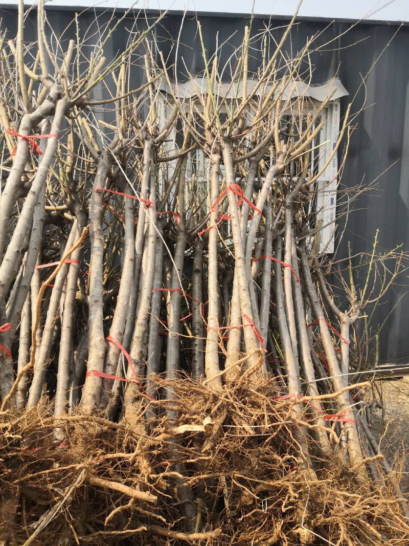 桃树苗桃树占地桃树工程桃树1-8公分量大