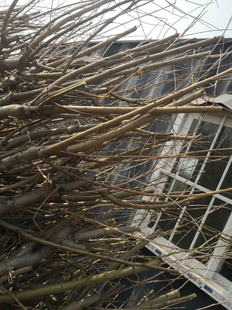 桃树苗桃树占地桃树工程桃树1-8公分量大