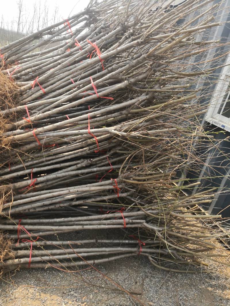 桃树苗桃树占地桃树工程桃树1-8公分量大