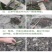 甜象草种节皇竹草种节巨茵草节养殖饲料猪牛羊马牧草种子批发