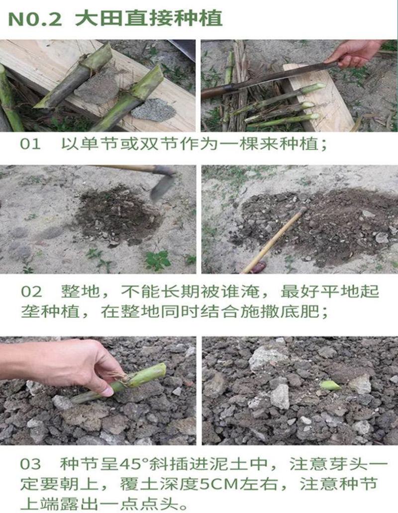 甜象草种节皇竹草种节巨茵草节养殖饲料猪牛羊马牧草种子批发