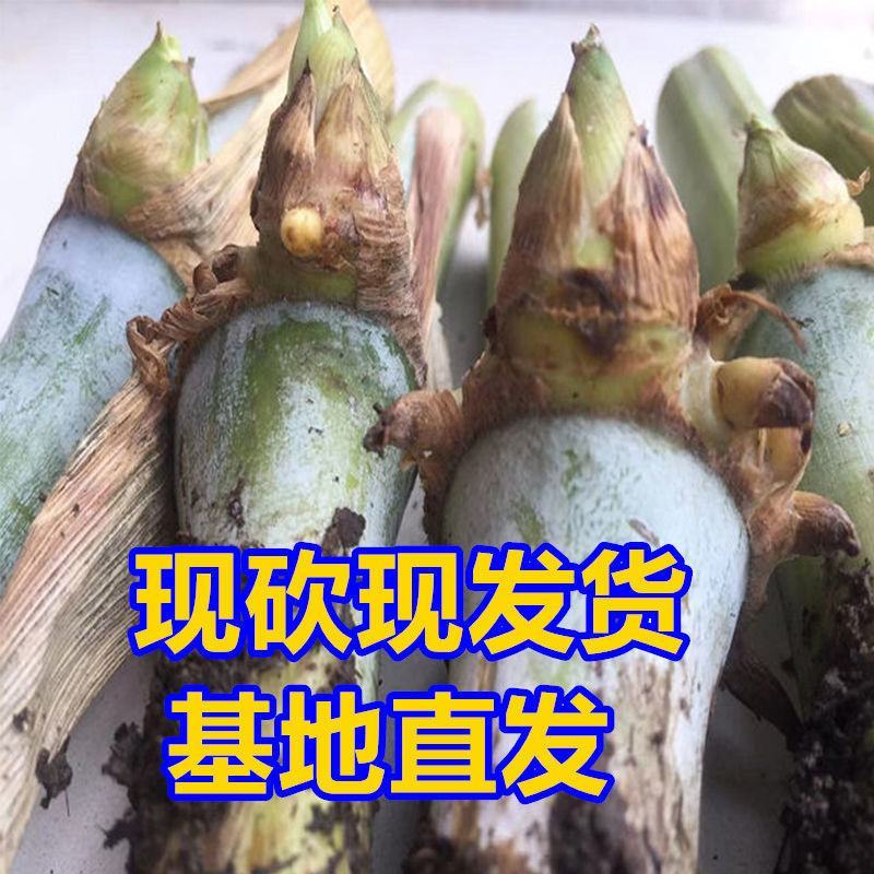 甜象草种节皇竹草种节巨茵草节养殖饲料猪牛羊马牧草种子批发