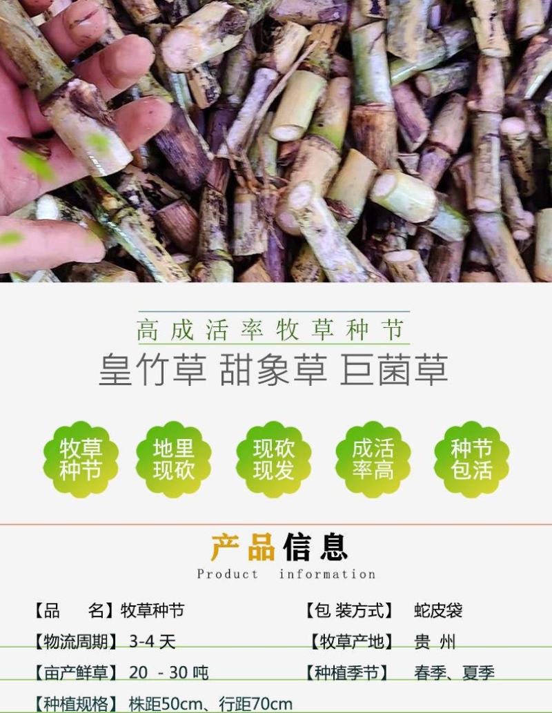 甜象草种节皇竹草种节巨茵草节养殖饲料猪牛羊马牧草种子批发