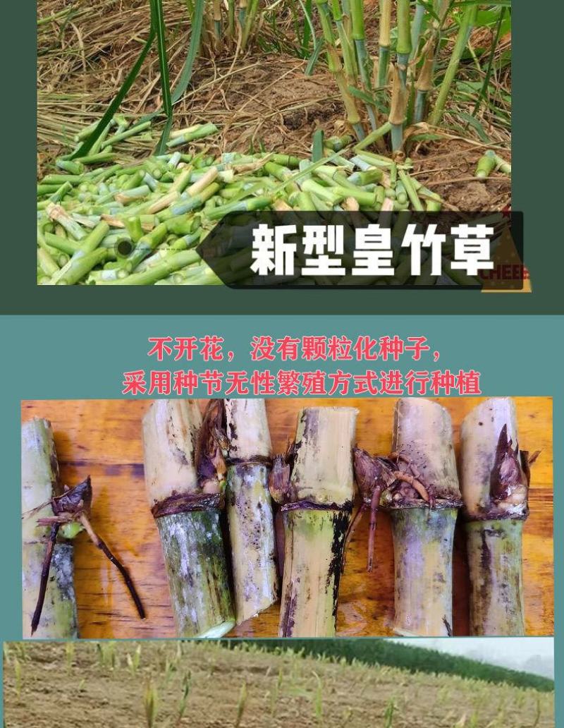 甜象草种节皇竹草种节巨茵草节养殖饲料猪牛羊马牧草种子批发