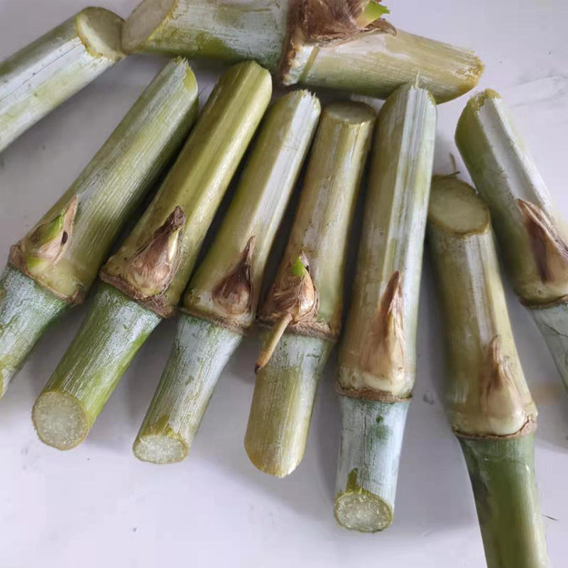 甜象草种节皇竹草种节巨茵草节养殖饲料猪牛羊马牧草种子批发