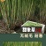 甜象草种节皇竹草种节巨茵草节养殖饲料猪牛羊马牧草种子批发