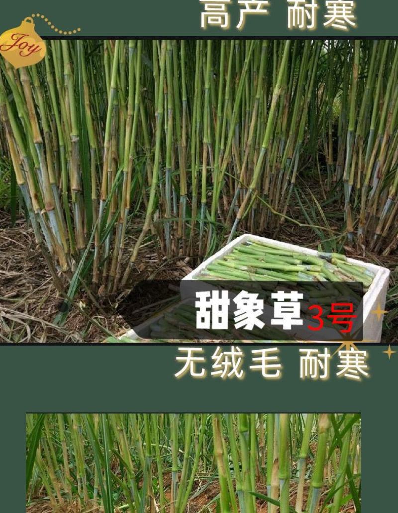 甜象草种节皇竹草种节巨茵草节养殖饲料猪牛羊马牧草种子批发