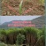 甜象草种节皇竹草种节巨茵草节养殖饲料猪牛羊马牧草种子批发