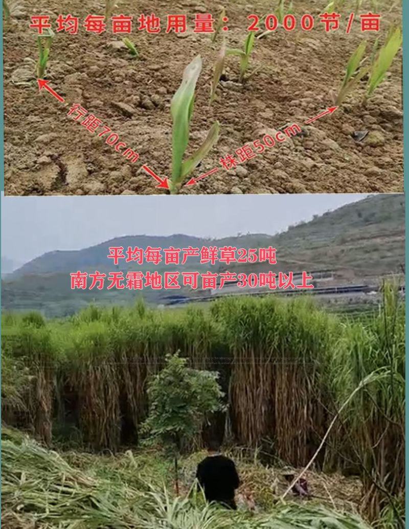 甜象草种节皇竹草种节巨茵草节养殖饲料猪牛羊马牧草种子批发