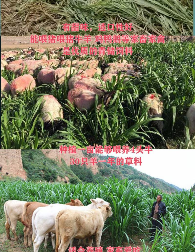 甜象草种节皇竹草种节巨茵草节养殖饲料猪牛羊马牧草种子批发