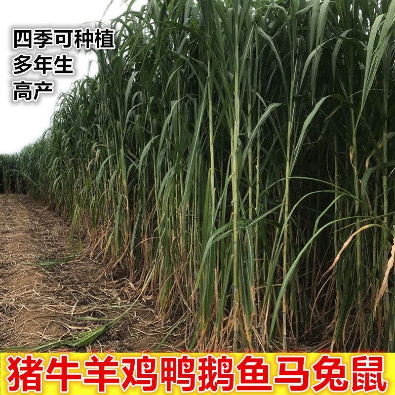 甜象草种节皇竹草种节巨茵草节养殖饲料猪牛羊马牧草种子批发