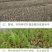 甜象草种节皇竹草种节巨茵草节养殖饲料猪牛羊马牧草种子批发
